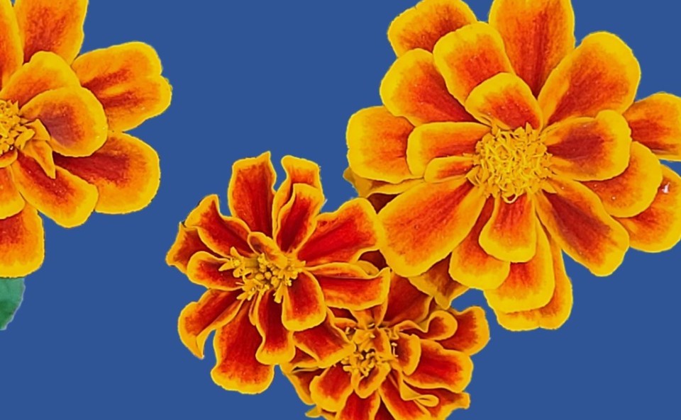 Marigolds